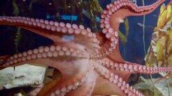 Ophelia the Octopus Ophelia the Octopus