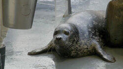 Seal the Deal Seal the Deal