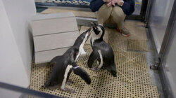 Penguins in Love Penguins in Love