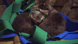 Otter Tale Otter Tale