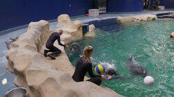 Dolphin Doctor Dolphin Doctor
