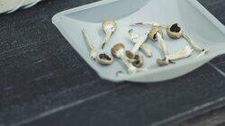 Magic Mushrooms: Can They Change Your Mind? Magic Mushrooms: Can They Change Your Mind?