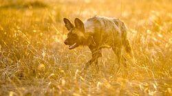 Living with Predators (Conservation)