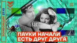Пауки начали есть друг друга Пауки начали есть друг друга