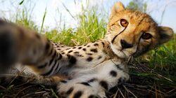 Cheetahs: Growing Up Fast Cheetahs: Growing Up Fast