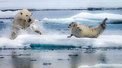 In the Grip of the Seasons (Arctic) In the Grip of the Seasons (Arctic)