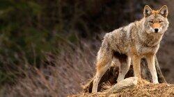 Coyote Army Coyote Army