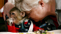 Monkey Business Monkey Business