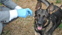 Dog Days of Murder Dog Days of Murder