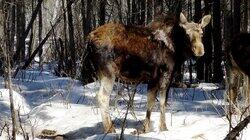 Moose Rampage Moose Rampage