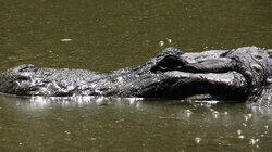 Into the Mouths of Gators Into the Mouths of Gators