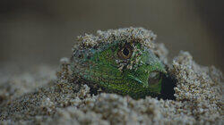 Chapter One: Welcome to the Jungle