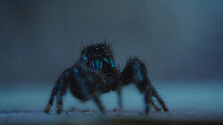 Chapter Two: Trapped