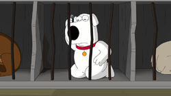 The Woof of Wall Street The Woof of Wall Street