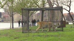 Animal Instinct Animal Instinct