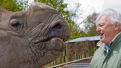 Armoured Animals Armoured Animals