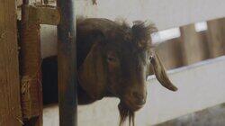Virginia Cattle Call