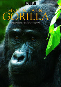 Mountain Gorilla Mountain Gorilla