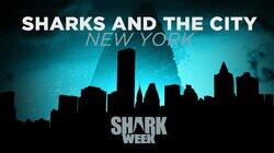 Sharks and the City: New York Sharks and the City: New York