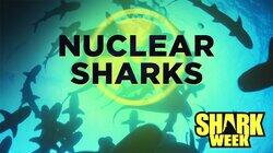 Nuclear Sharks Nuclear Sharks