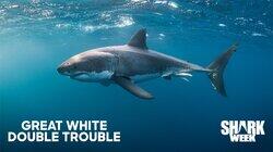 Great White Double Trouble Great White Double Trouble