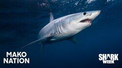 Mako Nation Mako Nation