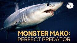Monster Mako: Perfect Predator Monster Mako: Perfect Predator