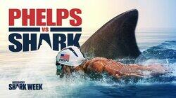 Phelps vs Shark: Great Gold vs Great White Phelps vs Shark: Great Gold vs Great White
