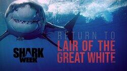 Return to Lair of the Great White Return to Lair of the Great White