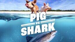 Pig vs Shark Pig vs Shark