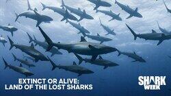 Extinct or Alive: Land of the Lost Sharks Extinct or Alive: Land of the Lost Sharks