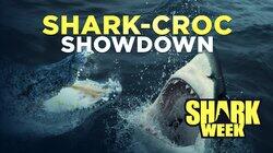Shark-Croc Showdown Shark-Croc Showdown