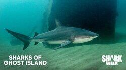Sharks of Ghost Island Sharks of Ghost Island