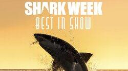 Shark Week Best in Show Shark Week Best in Show