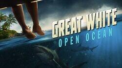 Great White Open Ocean Great White Open Ocean