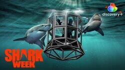 Shark House