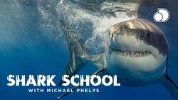 Shark School With Michael Phelps Shark School With Michael Phelps