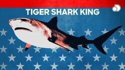 Tiger Shark King Tiger Shark King
