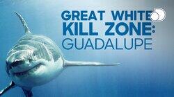 Great White Kill Zone: Guadalupe Great White Kill Zone: Guadalupe