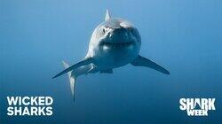 Wicked Sharks Wicked Sharks