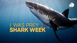 I Was Prey: Shark Week I Was Prey: Shark Week