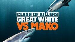 Clash of Killers: Great White vs Mako Clash of Killers: Great White vs Mako