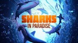 Sharks in Paradise Sharks in Paradise
