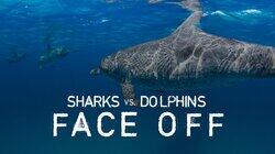 Sharks vs. Dolphins: Face Off Sharks vs. Dolphins: Face Off