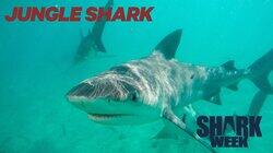 Jungle Shark Jungle Shark