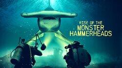 Rise of the Monster Hammerheads Rise of the Monster Hammerheads