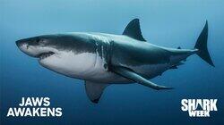 Jaws Awakens Jaws Awakens