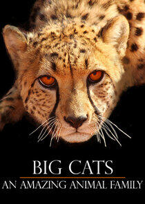 Big Cats: An Amazing Animal Family Big Cats: An Amazing Animal Family