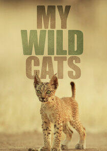 My Wild Cats My Wild Cats