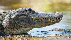 Search for the Crocodile Search for the Crocodile